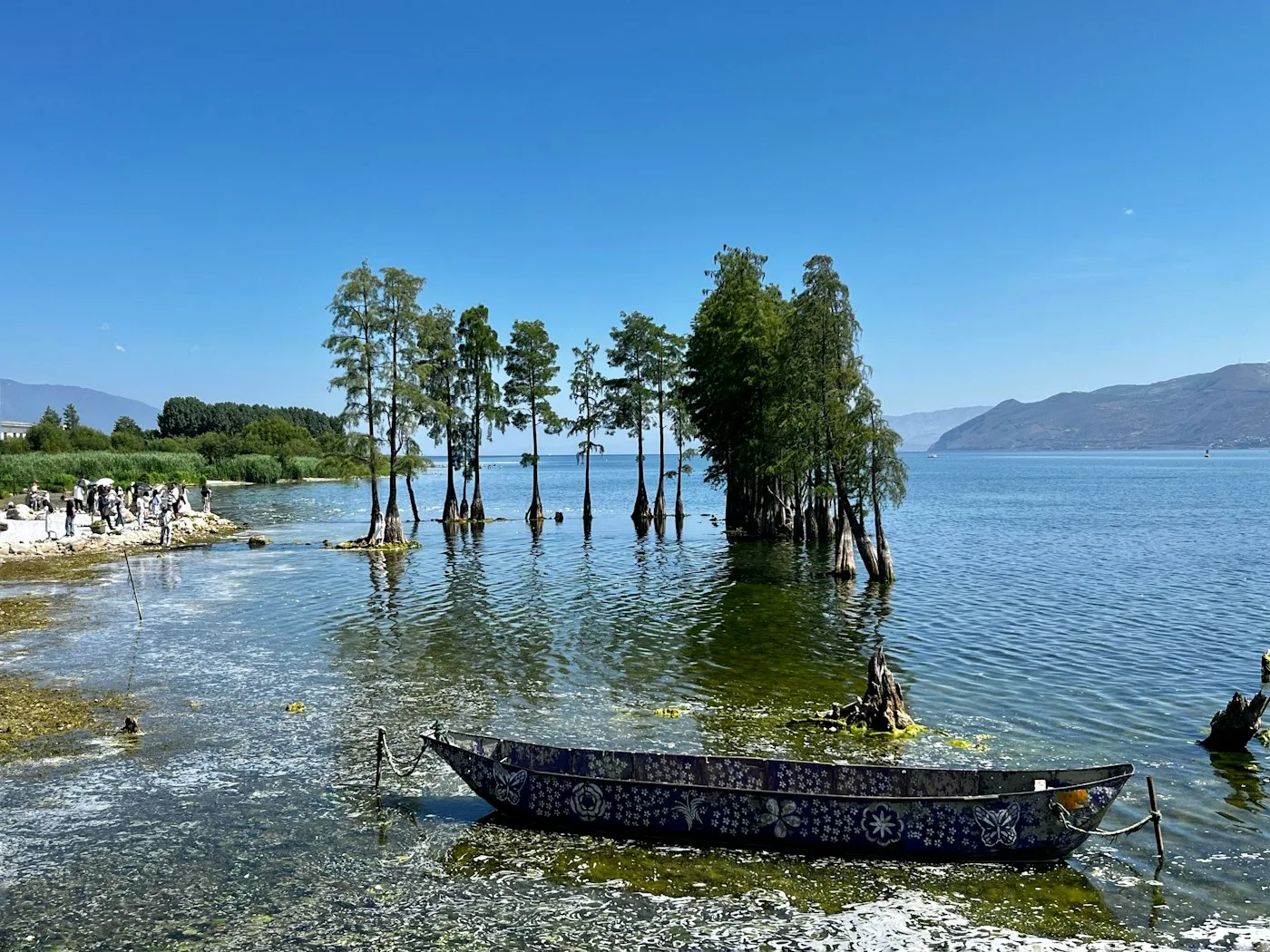 Erhai Lake water forest and Bai boat near Dali